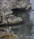 Lyle_Anderson_Seagull_s_Sanctuary