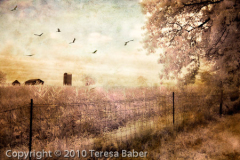Teresa_Baber_Of_Farms_and_Fields