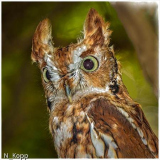 39_CPI_1_Norm_Kopp_Eastern_Screech_Owl