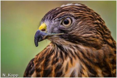 39_CPI_3_Norm_Kopp_Broad_winged_Hawk