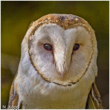 39_CPI_4_Norm_Kopp_Barn_Owl