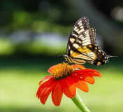 Al_Popp_Mr._Tiger_Swallowtail