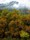 Autumn_Mist