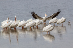 Happy_Landing_23_HM