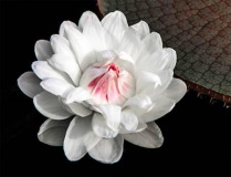 Jim_Petersen_Water_Lilly_White_with_Red_Center