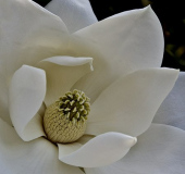 Lyle_Anderson_Magnolia_Blossom