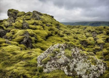 Lyle_Anderson_Moss_Covered_Lava_Bed