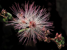Lyle_Anderson_Pink_Fairy_Duster
