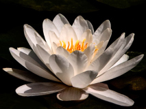 Lyle_Anderson_Water_Lily_at_San_Juan_Capistrano