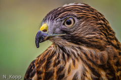 Norm_Kopp_Broad_shouldered_Hawk