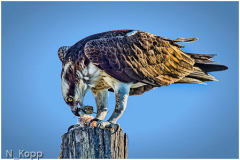 Norm_Kopp_Fish_Dinner