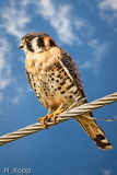 Norm_Kopp_Kestrel