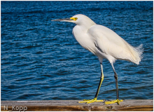 Norm_Kopp_Walking_the_Plank