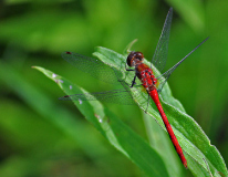Pat_Copp_Dragon_Fly