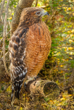 Red_shouldered_Hawk