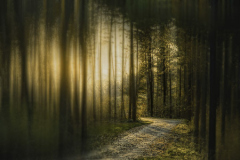 Teresa_Baber_Enchanted_Forest