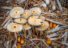 AWD_Al_Popp_Mushroom_Family