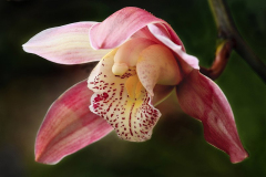 AWD_Lyle_Anderson_Orchid