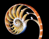 AWD_PeterPelke_Tiger_Nautilus
