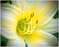 AWD_Roger_Willingham_Klehm_Daylily