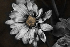 Connie_Sonenberg_Touch_of_Gold