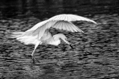 Dancing_Egret