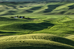 Green_Waves
