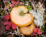 HM_Lyle_Anderson_Alaskan_Tundra_Vegetation