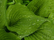 HM_Sandra_Wittman_Wet_Hostas
