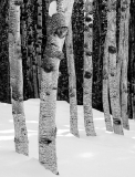 Jeff_Chemelewski_Aspens