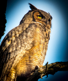 Lance_Lagoni_Great_Horned_Owl