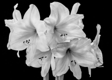 Lyle_Anderson_White_Amaryllis
