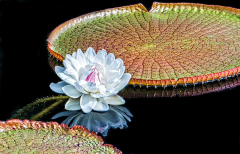 Magnificent_Virginia_Watter_Lily_Roger_Willingham