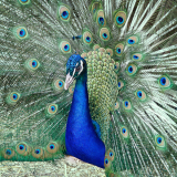 Mariela_Ryan_True_Blue
