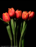 Mariela_Ryan_Tulips