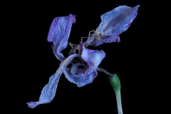 Peter_Pelke_II_Amaryllis