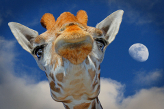 Rinus_Lammers_Giraffe