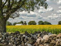 Sandra_Wittman_Sunflower_Field
