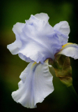 Single_Iris_Connie_Sonnenberg