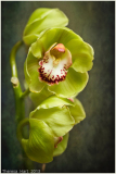 AW_Theresa_Hart_Morning_Light_on_Orchids