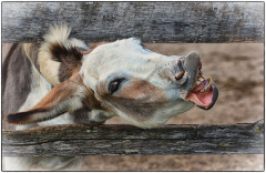 Debra_Blaha_Hee_Haw