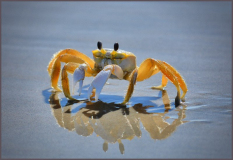 Debra_Blaha_Triple_Reflections