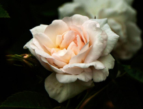 Jim_Petersen_Rose
