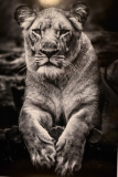 Lance_Lagoni_Tired_Kitty