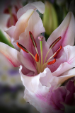 Lily_in_Bloom_Rich_Bickham