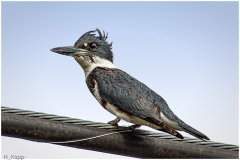 Norm_Kopp_Wary_Kingfisher