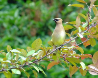 Reg_Kennedy_Backyard_Cedar_WaxwingC