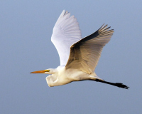 Reg_Kennedy_Egret_on_the_way