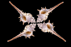 Roger_Willingham_Macro_Seashell_Arrangement