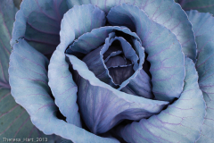 Theresa_Hart_Cabbage_Flower